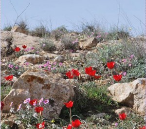 תזכרו כמה יפה היה יכול להיות הנגב בלי ממלכת הפשיעה שלה...